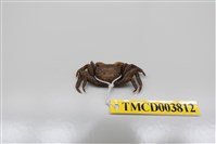 藏品(柔毛泥毛蟹)的圖片